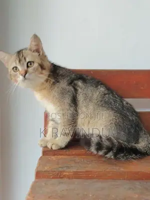 British Short Hair Kitten