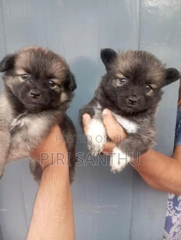 Lion Pomeranian