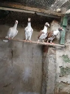 English Carrier Pigeons