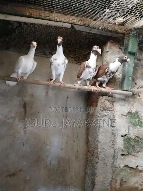 English Carrier Pigeons