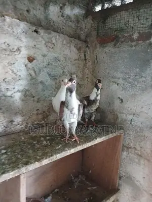 English Carrier Pigeons