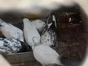 Pigeon