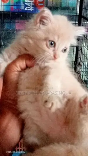 Kittens
