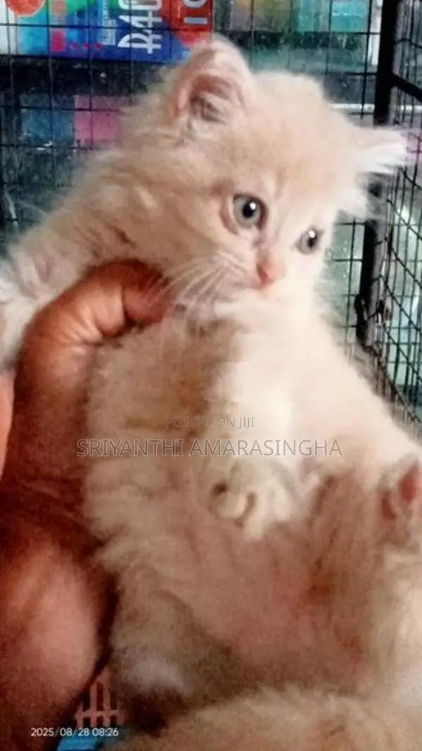 Kittens