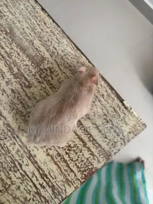 Hamster