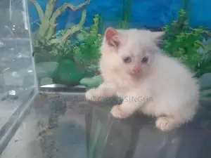 Kittens
