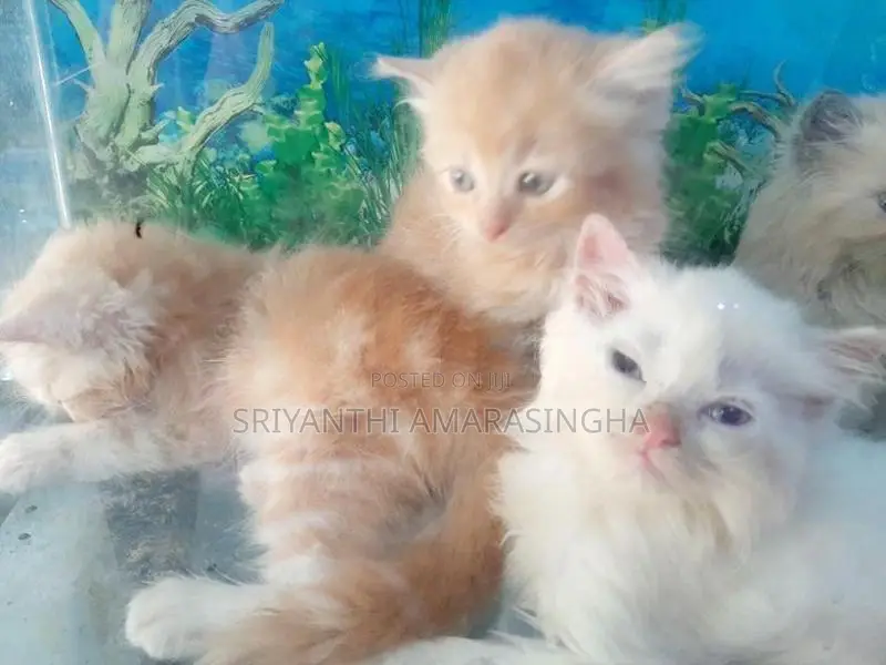 Kittens