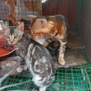 Kittens