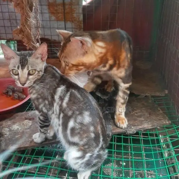Kittens