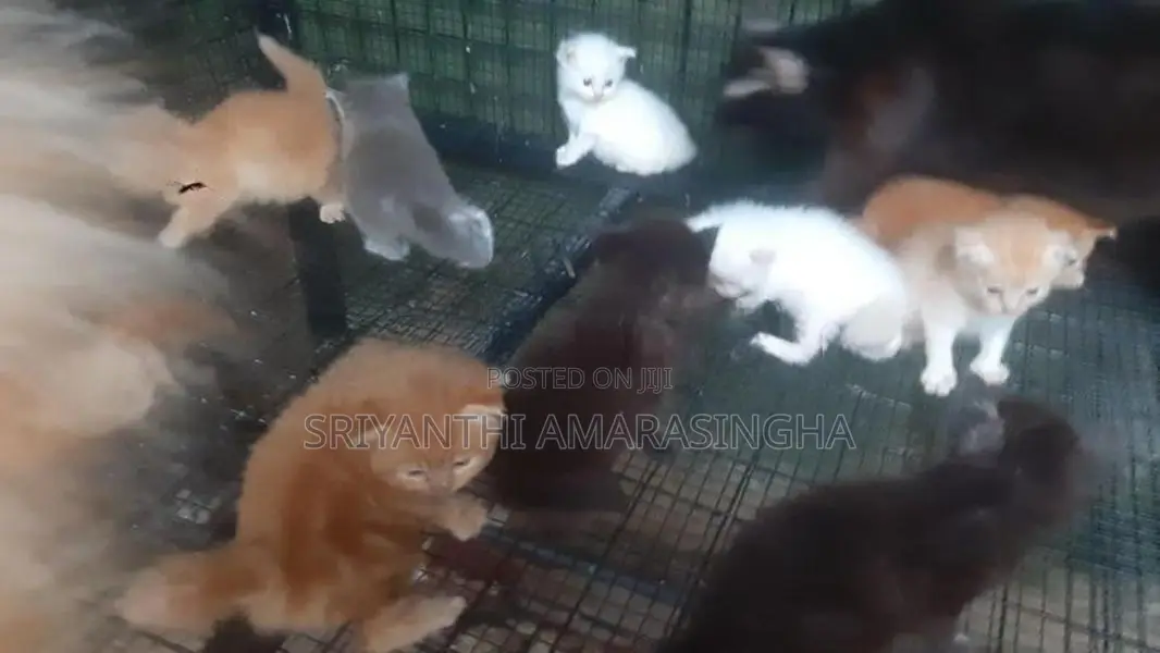 Kittens