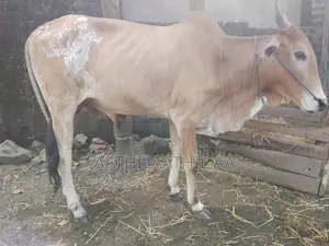 Farm Cow