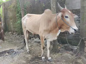 Farm Cow