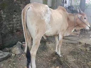 Farm Cow