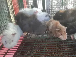 ගිනි පිග්ස්