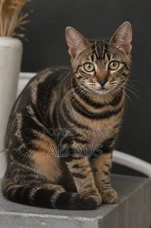 6 Month Old Purebred Bengal Female