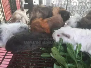 ගිනි පිග්ස්