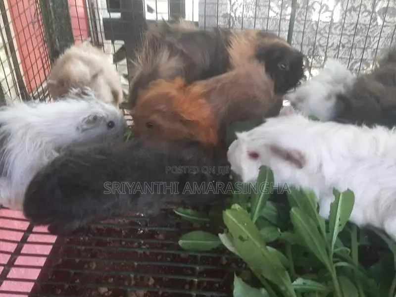 ගිනි පිග්ස්