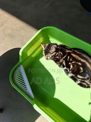 6 Month Old Purebred Bengal Female
