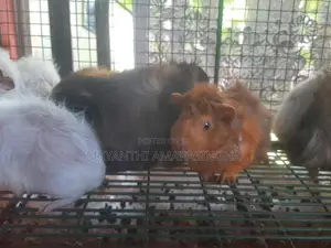 ගිනි පිග්ස්
