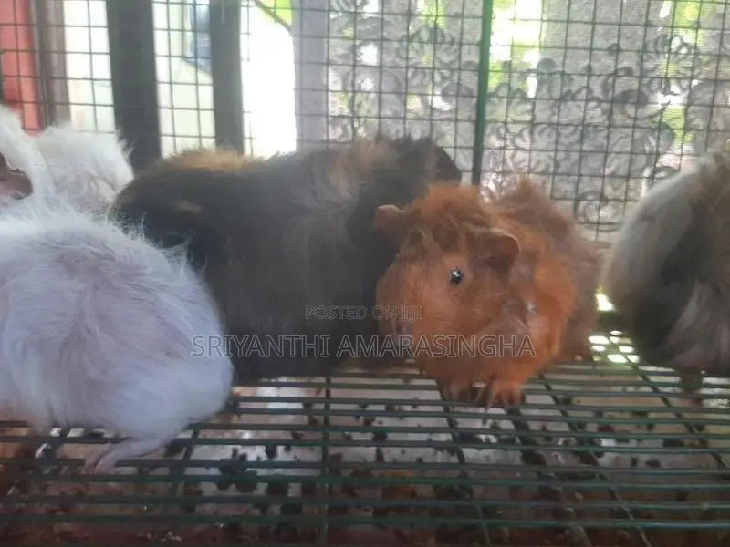 ගිනි පිග්ස්