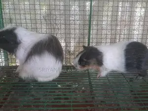 ගිනි පිග්ස්