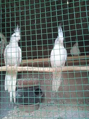 Cockatiel Birds