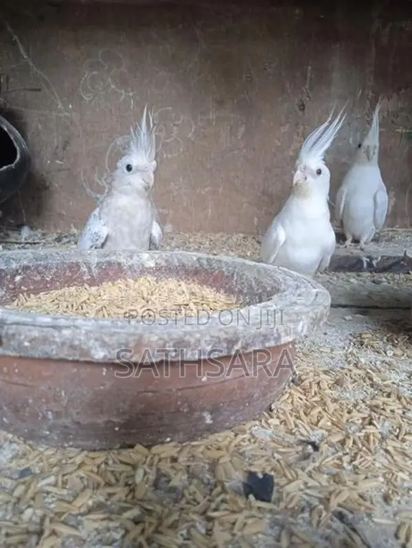 Cockatiel Birds
