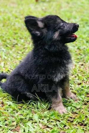 Long Coat German Shepherd Puppies