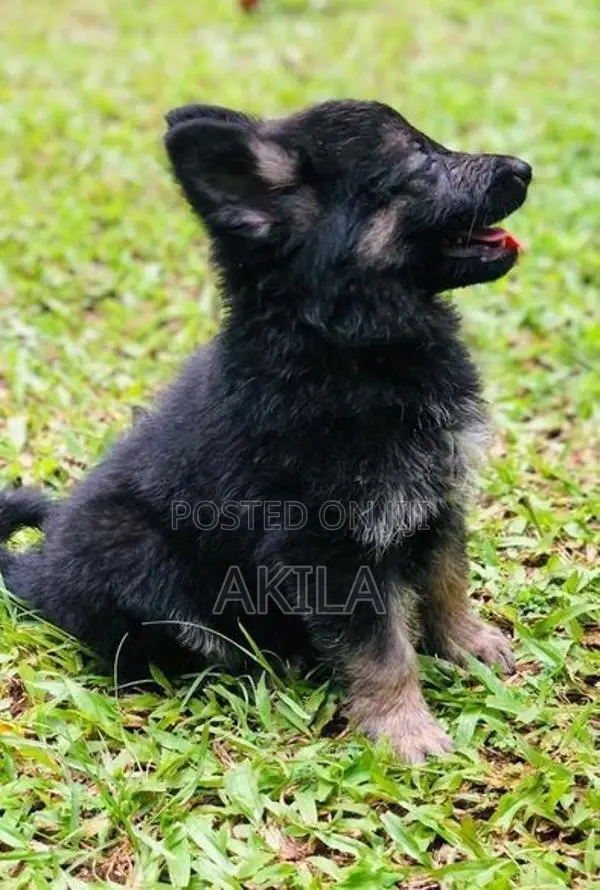 Long Coat German Shepherd Puppies