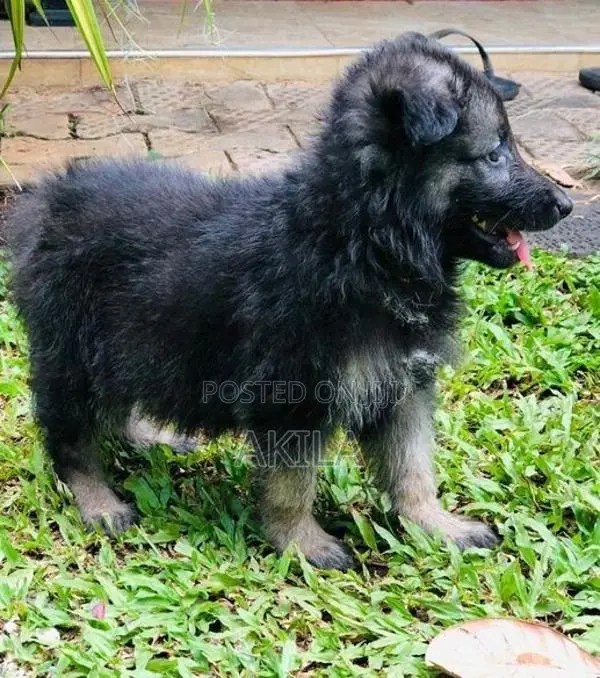 Long Coat German Shepherd Puppies