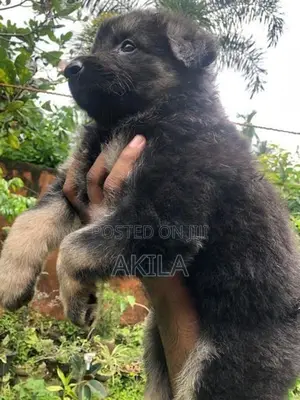 Long Coat German Shepherd Puppies