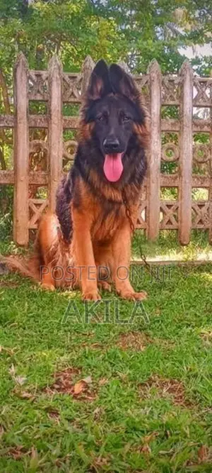 Long Coat German Shepherd Puppies
