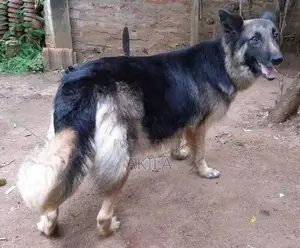Long Coat German Shepherd Puppies