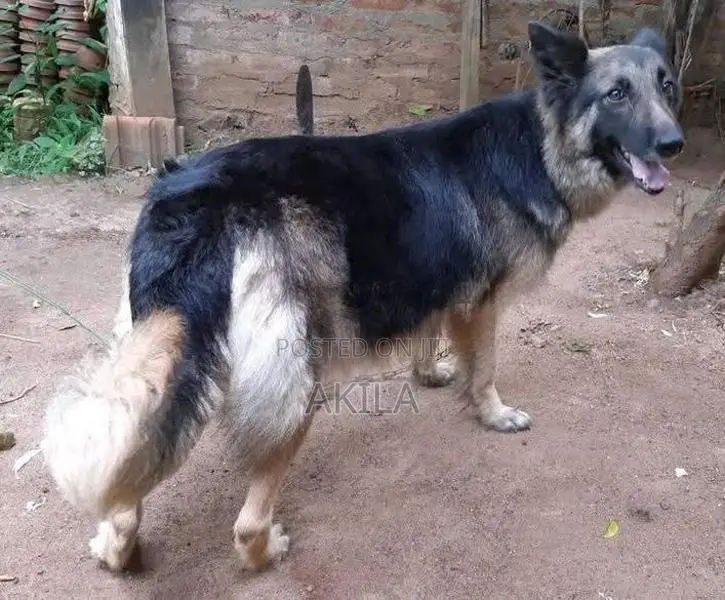 Long Coat German Shepherd Puppies