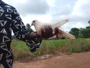 Pigeon