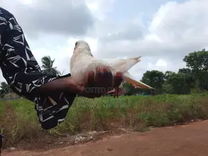 Pigeon