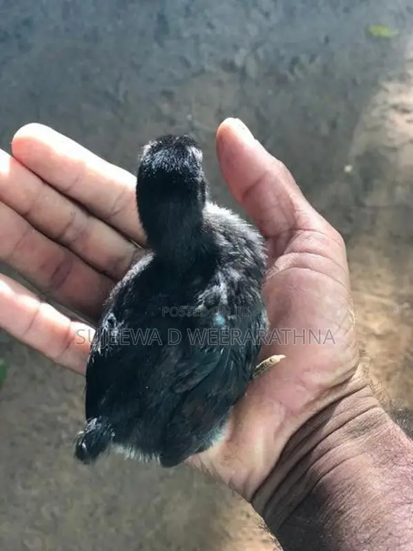 ගම් කුකුලන්