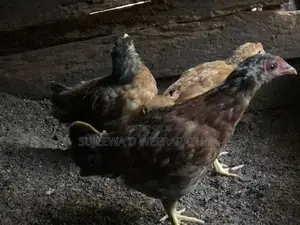 ගම් කුකුලන්