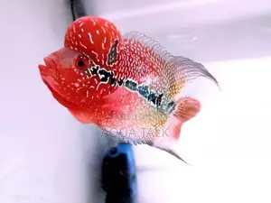 Flowerhorn Fish