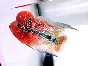 Flowerhorn Fish