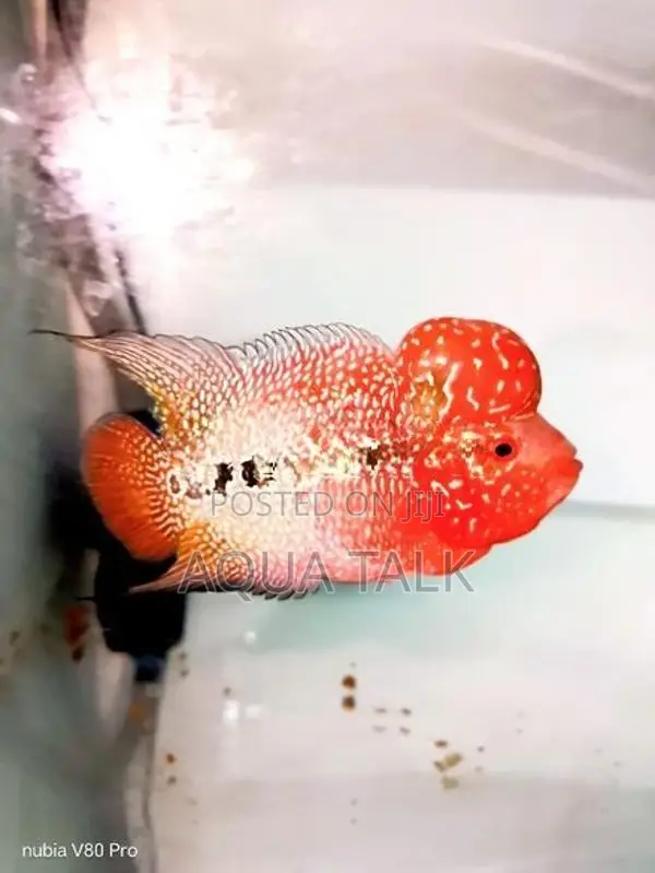Flowerhorn Fish