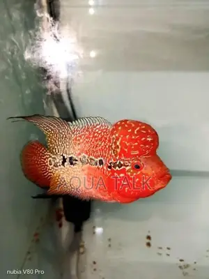 Flowerhorn Fish