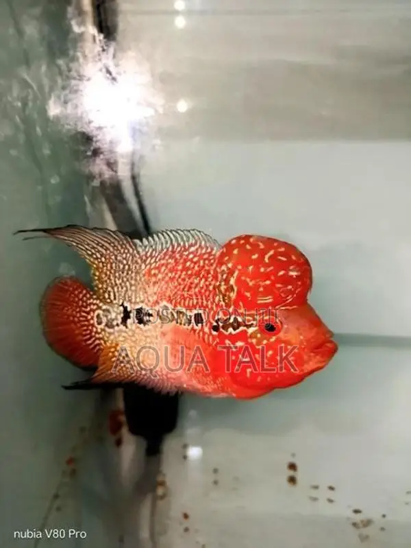 Flowerhorn Fish