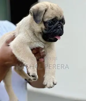 Pug Puppy