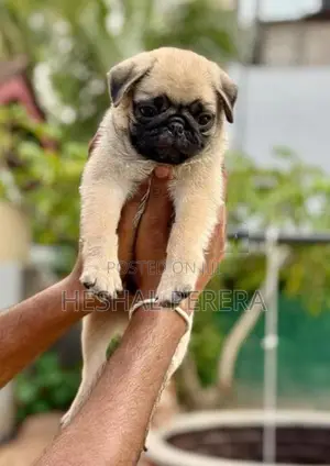Pug Puppy