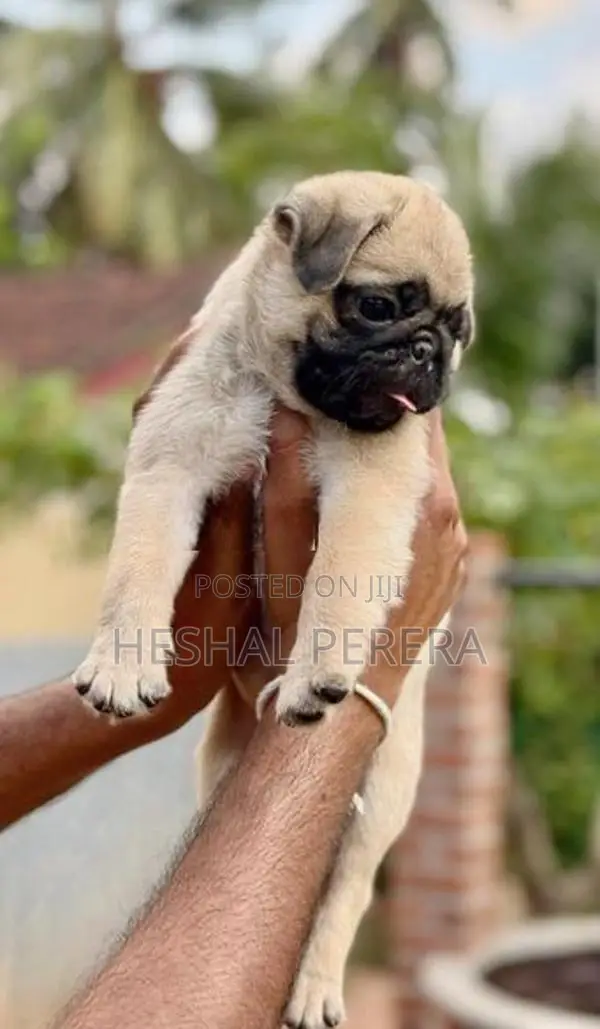 Pug Puppy