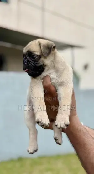 Pug Puppy