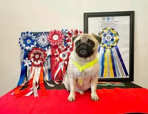 Pug Puppy