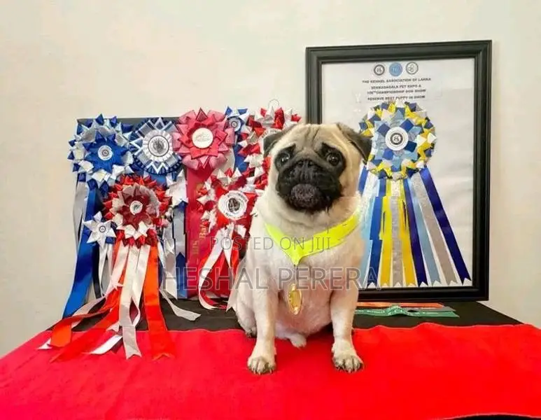 Pug Puppy