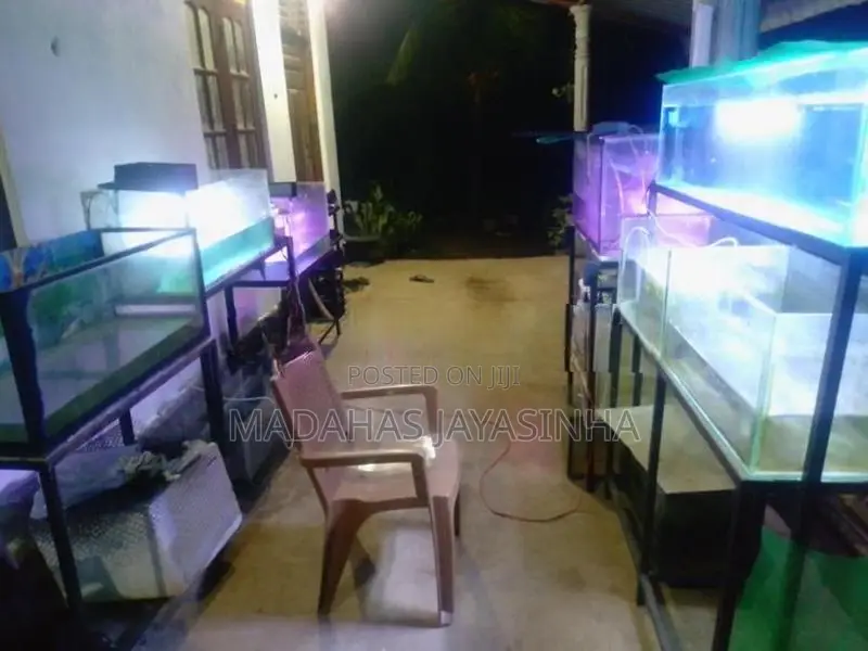 Fish Tank